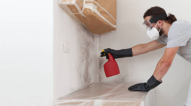 Professional Basement Mold Removal technician working in Kenilworth, IL