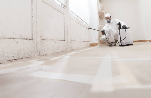 24/7 Emergency Basement Mold Removal experts in Kenilworth, IL