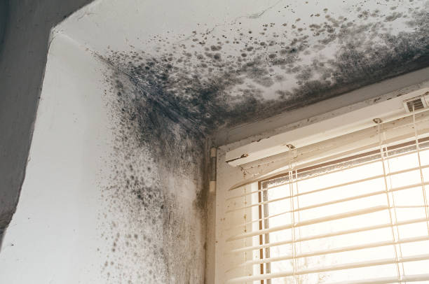 Affordable Basement Mold Removal solutions in Kenilworth, IL